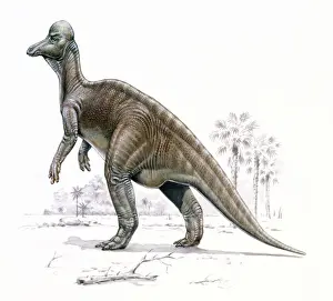 Stampe di Il Corythosaurus, che significa 'lizard con casco di Corinto', era un dinosauro bipedale erbivoro che visse durante il periodo Cretaceo superiore, tra i 76 e gli 74 milioni di anni fa Uccelli Acquatici Stampe: Corythosaurus