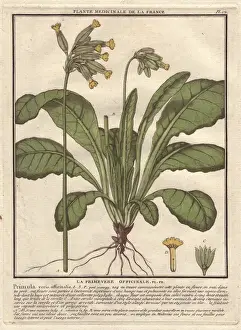 Handcoloured Copperplate Art Stampe: Cowslip, Primula veris