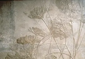 Echinodermata Species Stampe: Crinoids