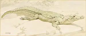Raymond Sheppard Prints Stampe: Crocodile