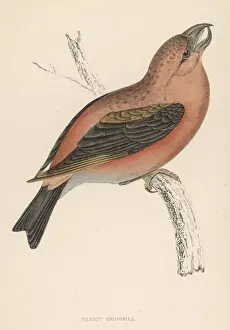 British Wildlife Images Online Stampe: Crossbill (Morris)