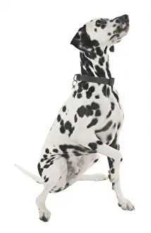 Spotted Dog Stampe: Dalmation