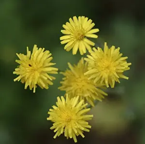 Angiosperm Flowering Plants Stampe: Dandelion