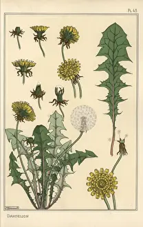 Stampe di Studio botanico di Tarassaco.. Litografia con pochoir (stampa) a mano colorata da Eugene Grassets Piante e la loro applicazione all'ornamento, Parigi, 1897 Eugene Grasset Stampe: Studio botanico del tarassaco.