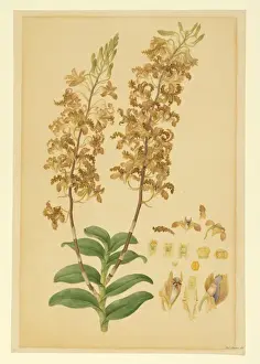 Rare Botanical Prints Online Stampe: Dendrobium discolor