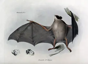 HMS Beagle Zoology Stampe: Desmodus D Orbignyi