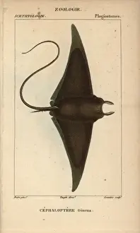 Stampe di Pezzo di diavolo o raya gigante del diavolo, Mobula mobular.. Incisione a cera colorata su rame stipple da Jussieus Dictionnaire des Sciences Naturelles 1816-1830. Illustrazione di J.G Raggio Del Diavolo Stampe: Pesce diabolico o ragno di mare gigante, Mobula mobular.