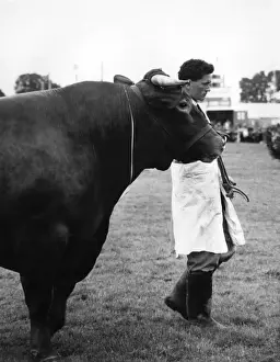 Toro di Devon alla mostra del contea di Devon.