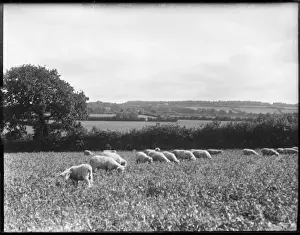 Devon England Landscapes Stampe: Devonshire Sheep