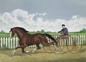 Traditional Equestrian Attire Stampe: Dexter