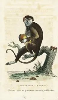 Zoology Historical Illustrations Stampe: Diana monkey, Cercopithecus diana