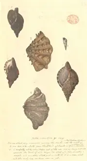 Invertebrate Animals Stampe: Four different molluscs