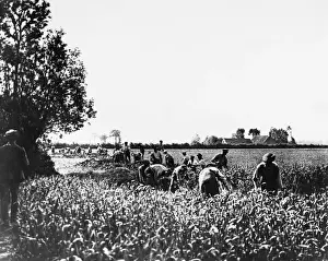 WW1 Trenches Stampe: Digging trenches