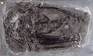 Jurassic Period Fossils Stampe: Dimorphodon macronyx