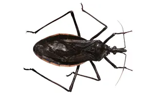 Insect Pest Control Stampe: Dipetalogaster maxima, triatomine bug