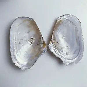 Bivalve Mollusc Stampe: Dipsas sp