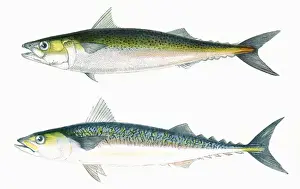 Stampe di Scomber maculatus (Scomber punctatus, sopra) e Scomber scribbens (Scomber scriptus, sotto). Data: 1863 Puntualizzato Stampe: Sardine Punteggiate e Sardine Scritte