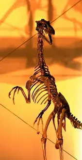 Cretaceous Period Fossils Stampe: Dromaeosaurus