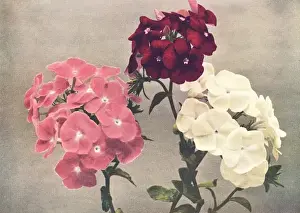 Vintage Floral Artwork Stampe: Drummonds Phlox
