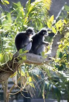 Wildlife Mammals Asia Stampe: Dusky Leaf Monkey