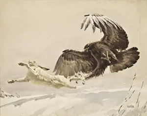 Stampe di Un Aquila si abbassa per catturare una lepre artica fuggente con i suoi artigli allungati. Dipinto ad acquerello di Raymond Sheppard Lepre Artica Stampe: L'aquila insegue una lepre artica