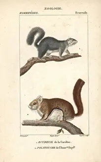 Historical Animal Illustrations Online Stampe: Eastern gray squirrel, Sciurus carolinensis