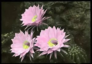 Succulent Flowers Stampe: Echinopsis Multiplex