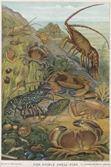 Crustacean Species Stampe: Edible Shellfish