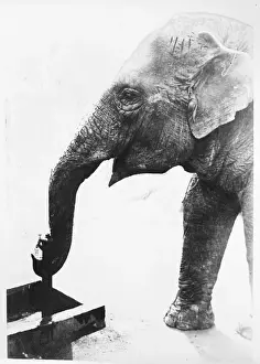 Stampe di Un elefante che berebbe felicemente il suo naso nel tratto d'acqua di una cisterna ad un barrio chiamato Tokyo Giappone Tokyo Stampe: L'elefante che bere