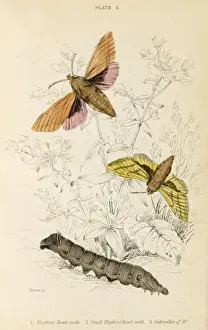 Vintage Insect Prints Stampe: Elephant Hawk Moth