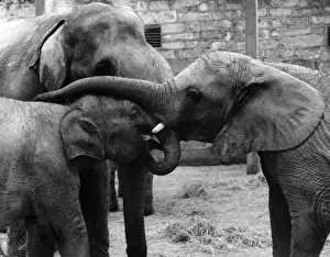 Indian Elephants Stampe: Three Elephants