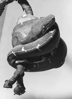 Emerald Tree Boa Stampe: Emerald Tree Boa