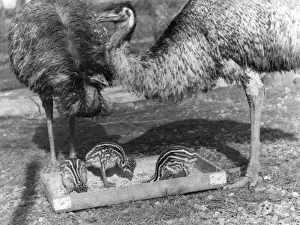 Retro Bird Photography Stampe: Emus and Chicks