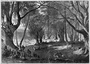 Essex Landscape Photography Stampe: Epping Forest