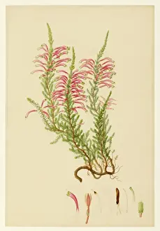 Antique Floral Prints Stampe: Ericaceae