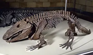 Natural History Museum Exhibits Stampe: Eryops