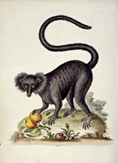 Stampe di La Platta numero 217 dal Capitolo Settimo delle raccolte di Storia Naturale, Volume V di Gheorge Edvardes (1694 - 1773) pubblicato tra il 1758 e '62. Intitolata 'Il Maucauco Nero Lemuridae Stampe: Eulemur macaco, lemure nero