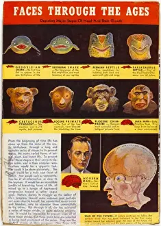 Historical Science Illustrations Stampe: Evolution of Face