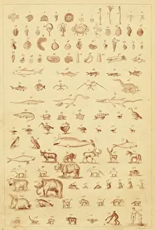 Human Evolution Stages Stampe: Evolution in Fossils