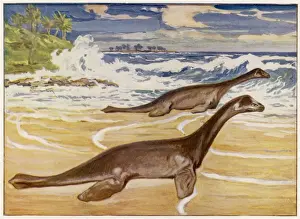Prehistoric Sea Creatures Stampe: Extinct / Plesiosaurs