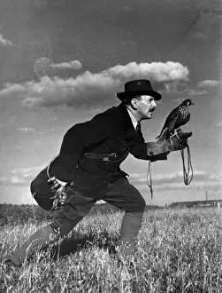 Falconeria: Avanzamento