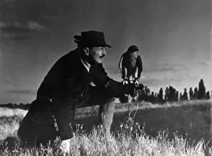 Hunting Birds Stampe: Falconry : at Rest