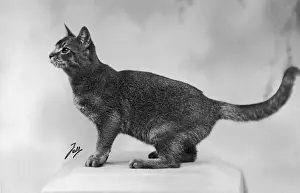 Abyssinian Cat Breed Stampe: Fall / Abyssinian / 1936