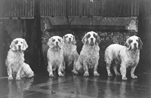 Gundog Stampe: Cane Fall/Clumber Spaniel, alto 36 cm