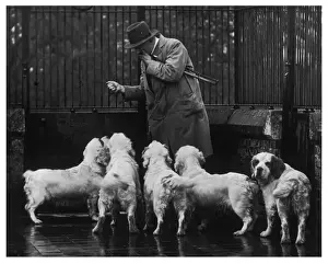 Alfred Stampe: Caduta/Clumber Spaniele/La n° 36