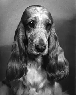 Fall Season Dogs Stampe: Fall / Cocker Spaniel / 1968