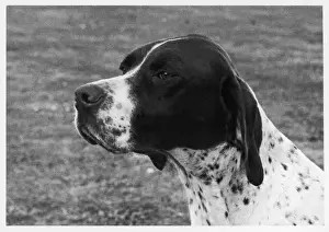 Stampe di Campiono di campane Campanelli Crufts Miglior in Show 1958 Proprietà della Signora M Bowman Sceso da una signora W Parkinson Bianco e biancastro, figlio del Campione Hereby Im Royal Flush Puntatore Stampe: Caduta a Crifts nel 1958, un puntoer