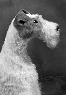Wire Fox Terrier Stampe: Fall / Wire Fox Terrier / 54