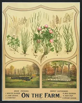 Rural Farming Scenes Stampe: On the farm