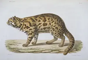 Gattopardo Stampe: Felis scripta